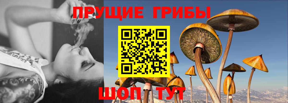 Галлюциногенные грибы Psilocybine cubensis  Галлюциногенные грибы Psilocybe  Дербент 